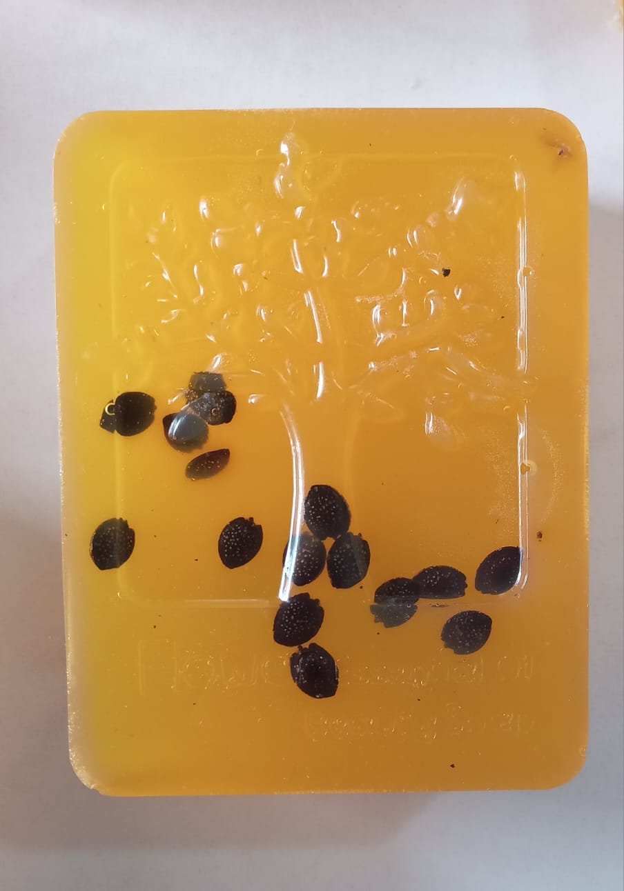 Sabonete de Maracujá